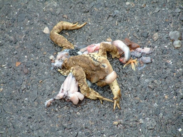 昆明-泸沽湖_美骑论坛|biketo自行车论坛 - powered